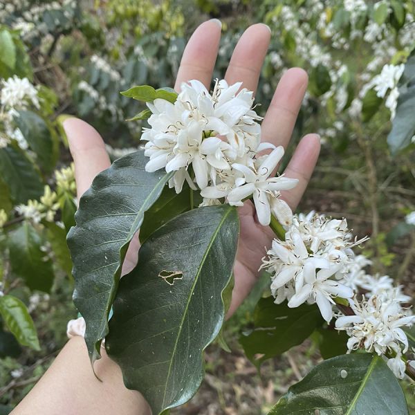 Colombia Kachalu Organic Espresso